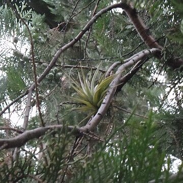 Tillandsia brachycaulos unspecified picture