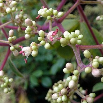 Tetradium glabrifolium unspecified picture