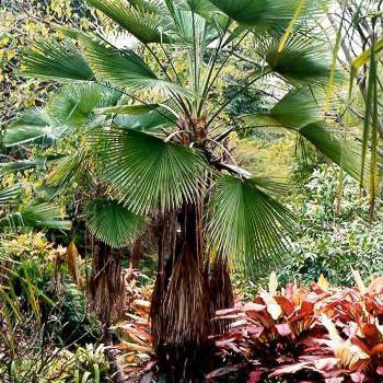 Trachycarpus martianus unspecified picture