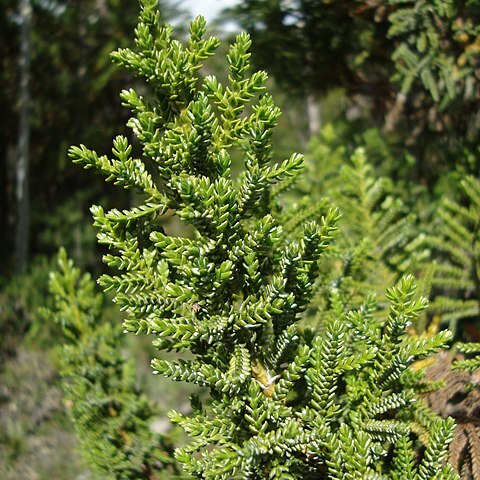 Pilgerodendron unspecified picture