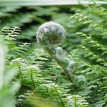 Polystichum unspecified picture