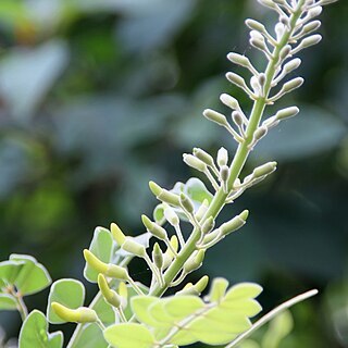 Sophora tonkinensis unspecified picture