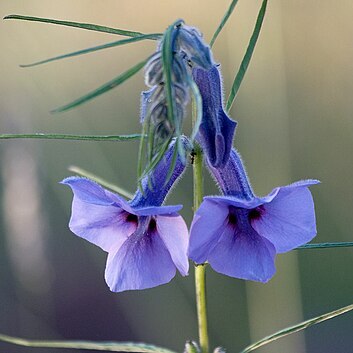 Sesamum triphyllum unspecified picture