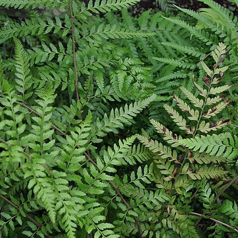 Polystichum drepanum unspecified picture