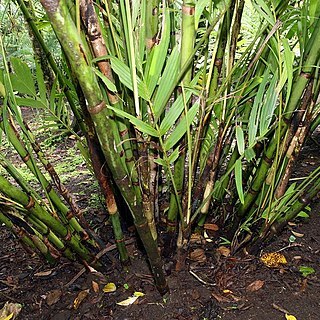 Pinanga batanensis unspecified picture