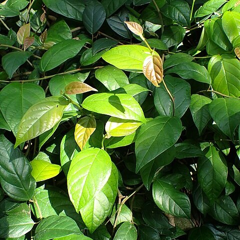 Ficus sagittata unspecified picture