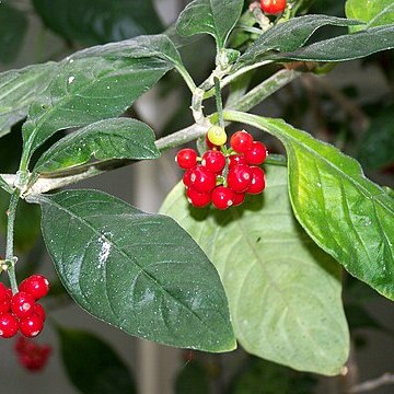 Psychotria punctata unspecified picture