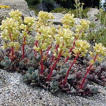 Sedum oregonense unspecified picture