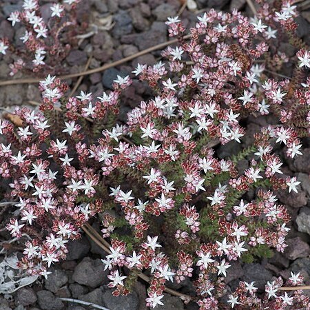 Sedum moranense unspecified picture