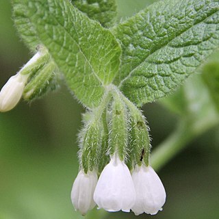 Symphytum kurdicum unspecified picture