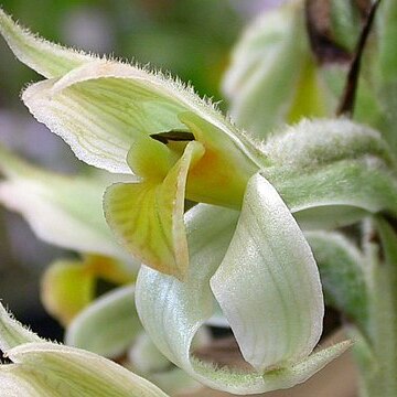 Sarcoglottis heringeri unspecified picture