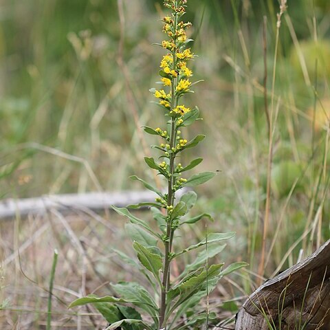 Solidago hispida unspecified picture