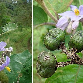 Solanum lanceolatum unspecified picture