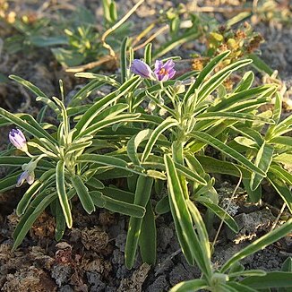 Solanum tumulicola unspecified picture