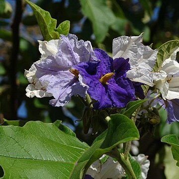 Solanum crinitum unspecified picture