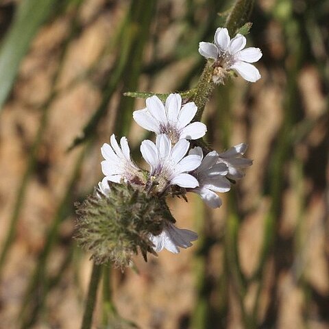 Scaevola virgata unspecified picture