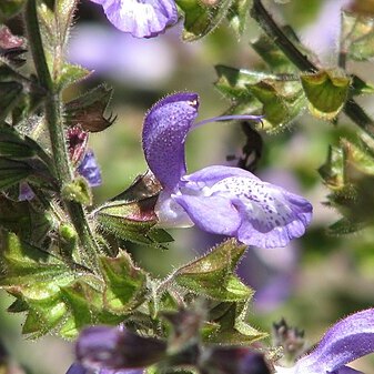 Salvia forskahlei unspecified picture