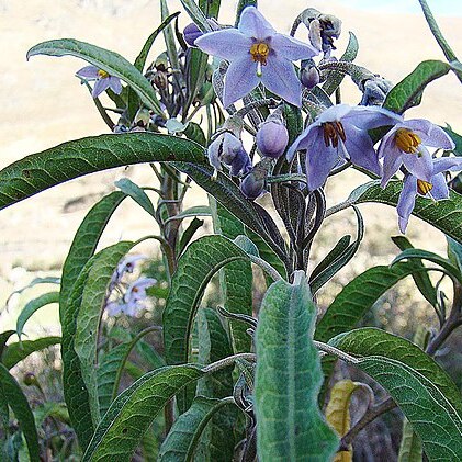 Solanum nitidum unspecified picture