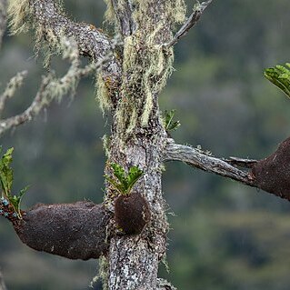 Myrmecodia unspecified picture