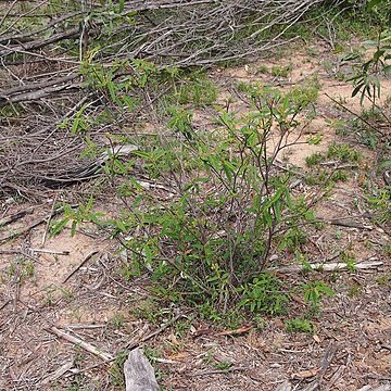 Seringia corollata unspecified picture