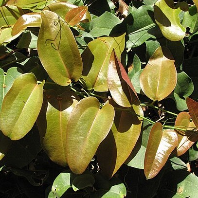 Smilax australis unspecified picture