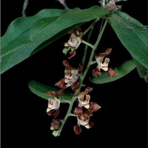 Sarcochilus serrulatus unspecified picture