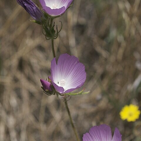 Sidalcea diploscypha unspecified picture