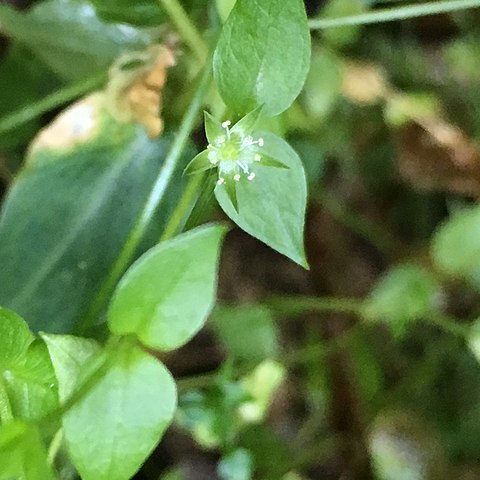 Stellaria crispa unspecified picture