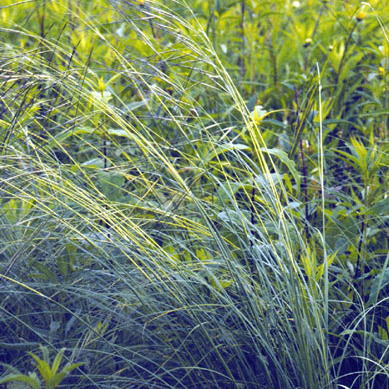 Stipa spartea unspecified picture