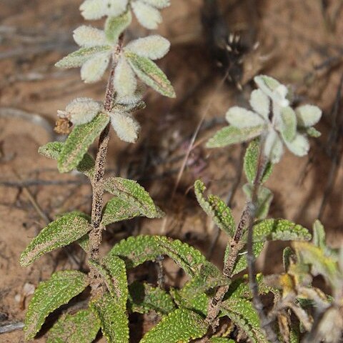 Stachys lamarckii unspecified picture