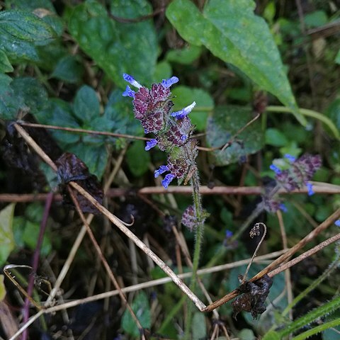 Salvia lasiocephala unspecified picture