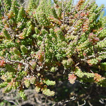 Salsola vermiculata unspecified picture