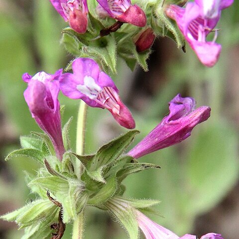 Salvia bracteata unspecified picture