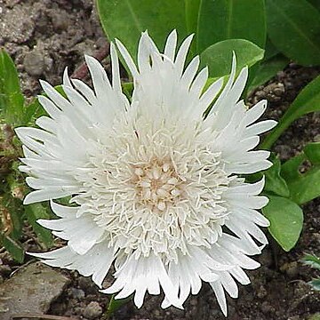 Stokesia l'hér. unspecified picture