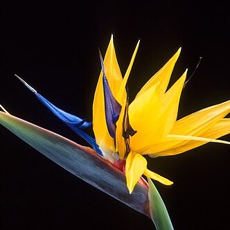 Strelitzia unspecified picture