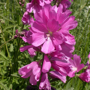 Sidalcea nelsoniana unspecified picture