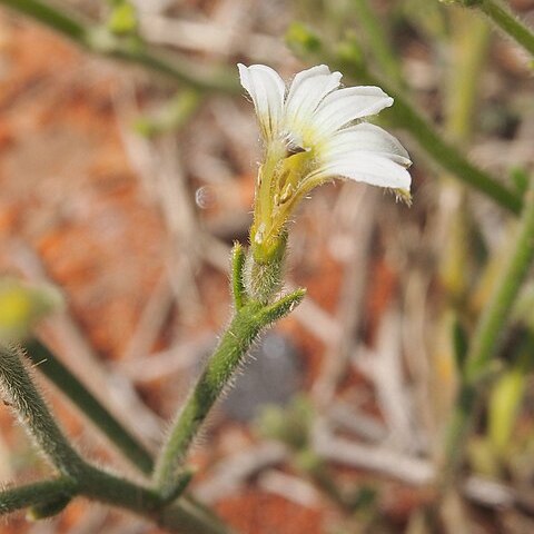 Scaevola basedowii unspecified picture