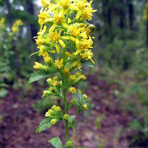 Solidago buckleyi unspecified picture