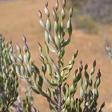 Persoonia helix unspecified picture