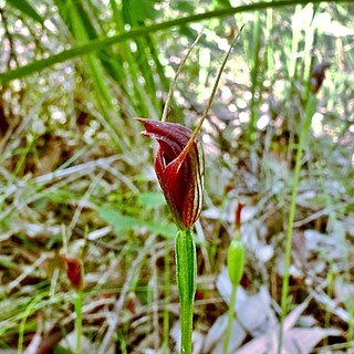 Pterostylis erecta unspecified picture