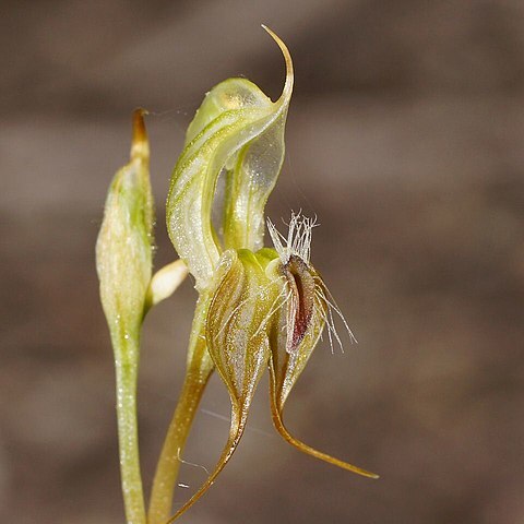 Pterostylis setifera unspecified picture