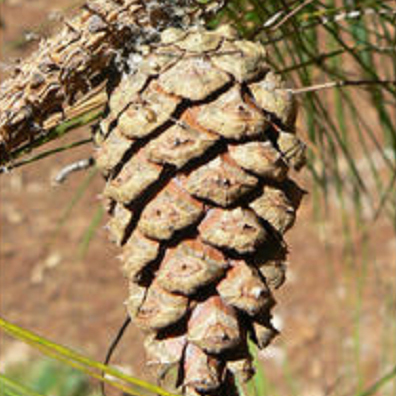 Pinus herrerae unspecified picture