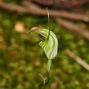 Pterostylis decurva unspecified picture