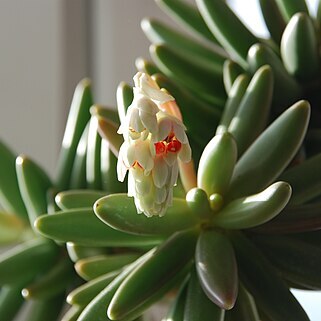 Pachyphytum viride unspecified picture