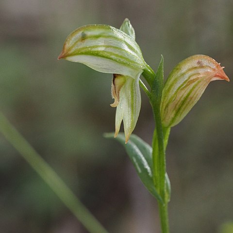 Pterostylis major unspecified picture