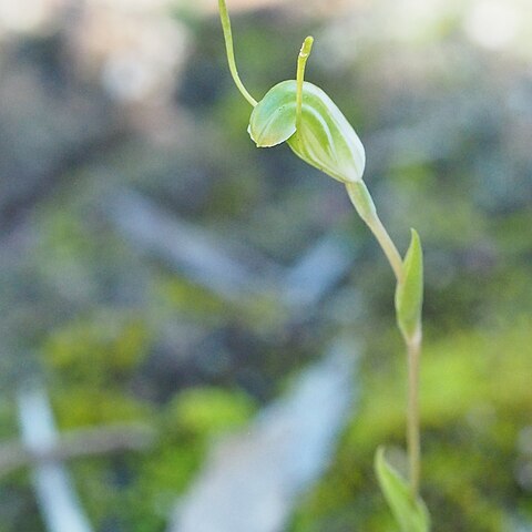 Pterostylis scitula unspecified picture