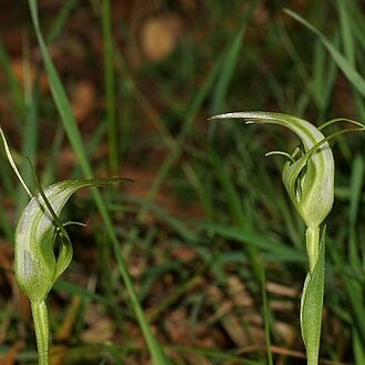 Pterostylis lustra unspecified picture