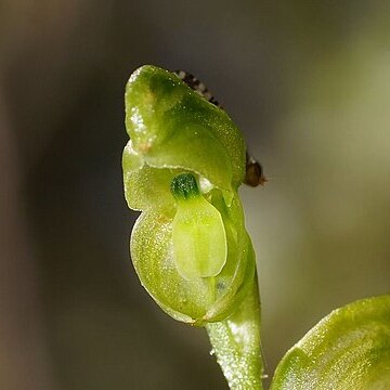 Pterostylis mutica unspecified picture