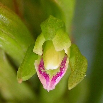 Psilochilus modestus unspecified picture