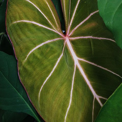 Philodendron gloriosum unspecified picture